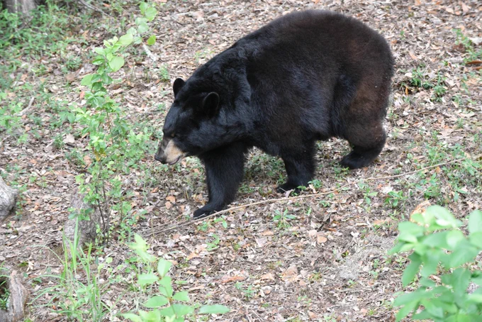 A Florida black bear in a Florida habitat.
