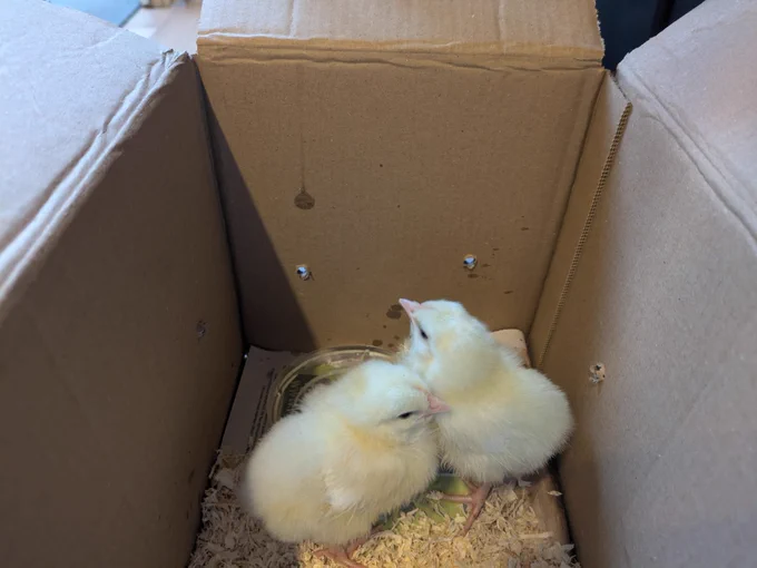 Two chicks in a box