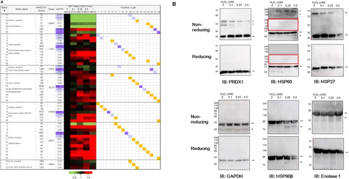 Figure 3. Western blot validation of mass spectrometry results. 