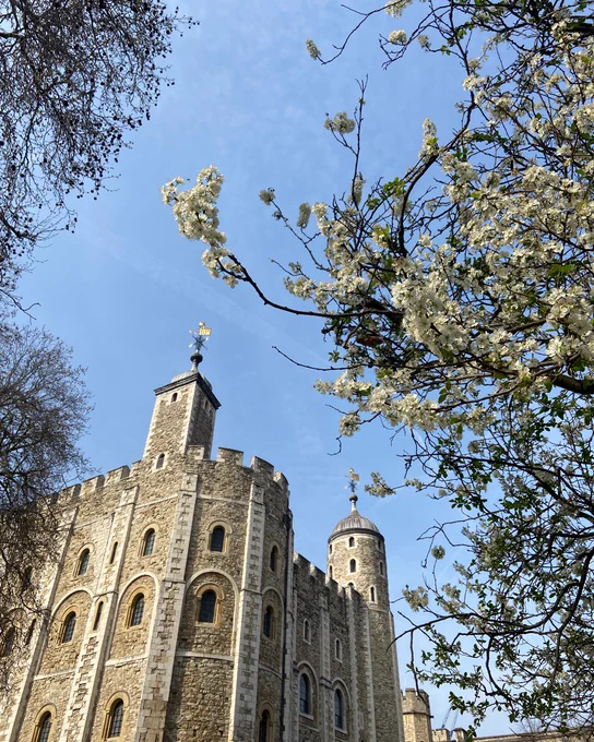 The image shows the Tower of London, featuring its stone walls and battlements. In the foreground, blooming branches with white flowers are visible against a clear blue sky.