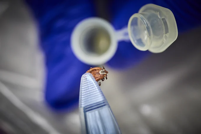 tweezers holding a tick putting into a test tube