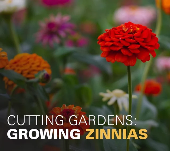 Promotional image for Iowa State University Extension and Outreach's "Growing Zinnias" publication.