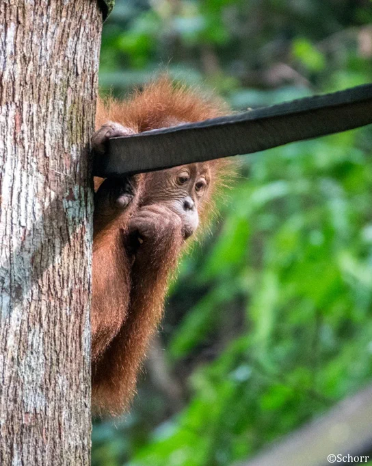 Ein junger Orang-Utan hält sich mit einem konzentrierten Blick an einem, um einen Baum gespanntes, Seil fest.