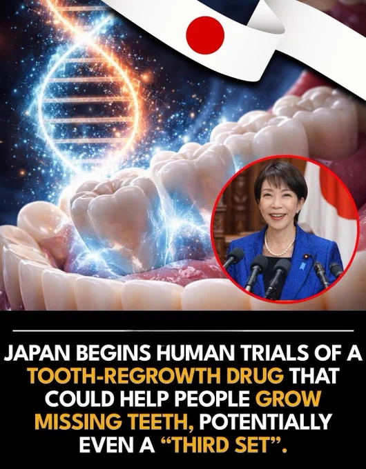 Researchers in Japan have been exploring regenerative dentistry techniques aimed at stimulating the body’s natural ability to develop new teeth. This research focuses on understanding the genetic and molecular signals that control tooth formation during early development.

One important target in these studies is a protein called USAG-1, which acts as a regulator that normally limits tooth growth. Scientists have investigated whether blocking this protein could reactivate dormant tooth development pathways.

In preclinical experiments with animals, suppressing USAG-1 allowed researchers to observe new tooth formation under certain conditions, suggesting that tooth regeneration might be biologically possible.

Early human trials are designed primarily to evaluate safety, dosing, and biological response, rather than immediately proving effectiveness. These initial studies help researchers determine whether a therapy can safely move to larger clinical trials.