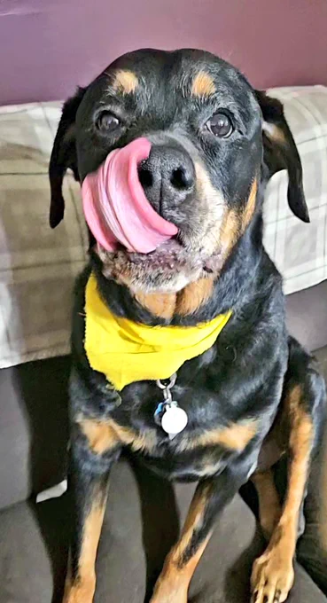 A rottweiler wearing a yellow bandana has his tongue swooped over the side of his nose.
