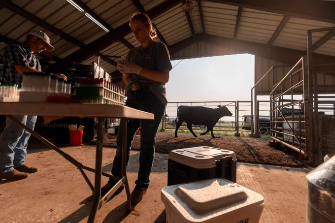 In a barn with open walls, a person stands focused, wearing gloves and holding a syringe near a table with test tubes. Another individual, partially visible, stands near the table. A cow walks in the fenced area outside. Sunlight filters in, illuminating the scene.