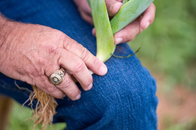 A person holding a green plant with roots in their hand, resting on their knee. The person is wearing a gold Aggie ring on their finger. The background is blurred greenery.