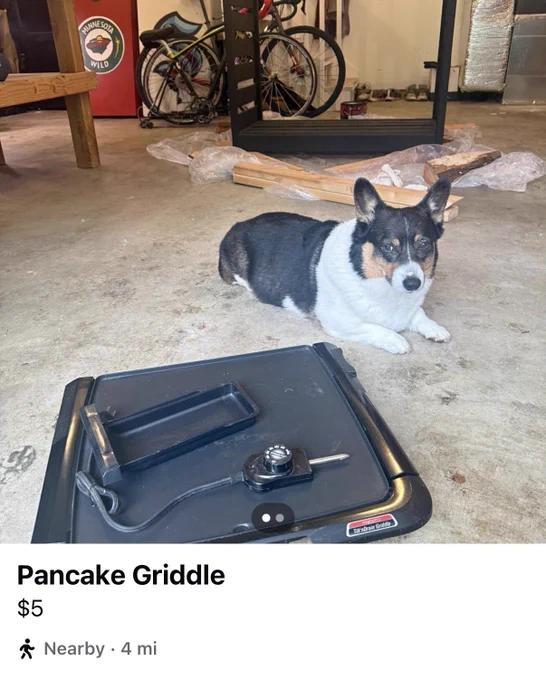 a pancake griddle sits in the foreground, while Cannoli the tricolor corgi lays a little ways away. the dog is glaring at the kitchen appliance.