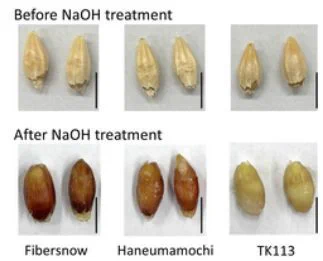 NaOH staining of barley grains. PA-defective seeds were yellow upon treatment. 