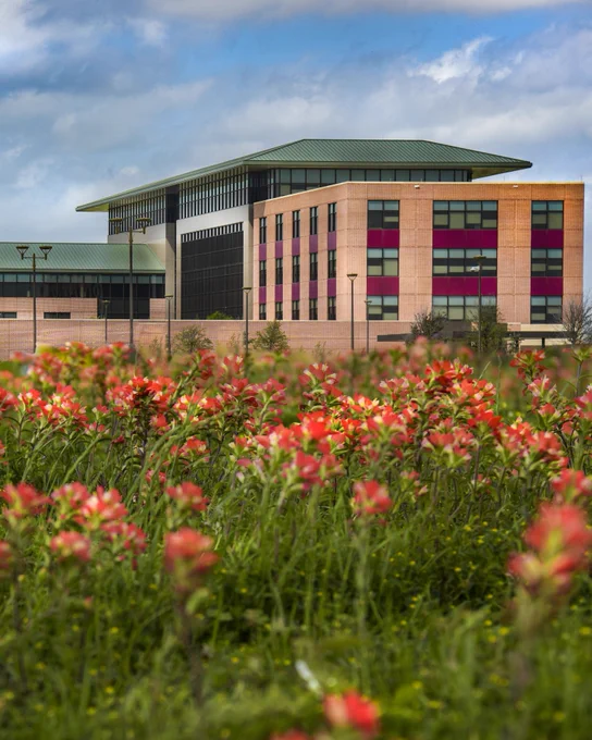 A building with a green roof and multiple windows stands in the background under a cloudy sky. In the foreground, there is a field of vibrant orange and red flowers.