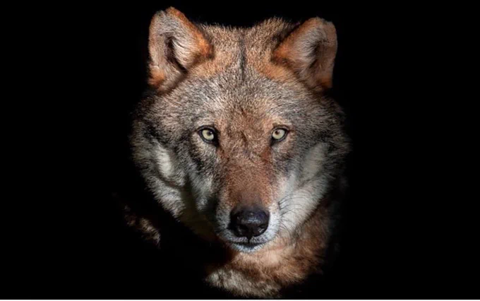 Wolf, Netzfund