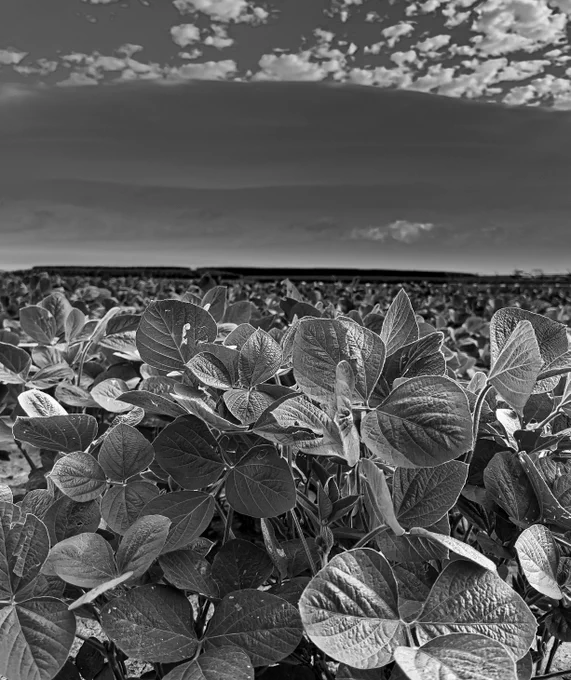 black and white photo of soybean crop field