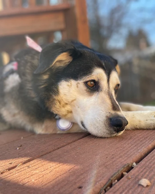 Close-up of a black and tan rescued dog named Jackie resting her head on a wooden deck, gazing thoughtfully into the distance is available for adoption through Lost Dog & Cat Rescue Foundation.