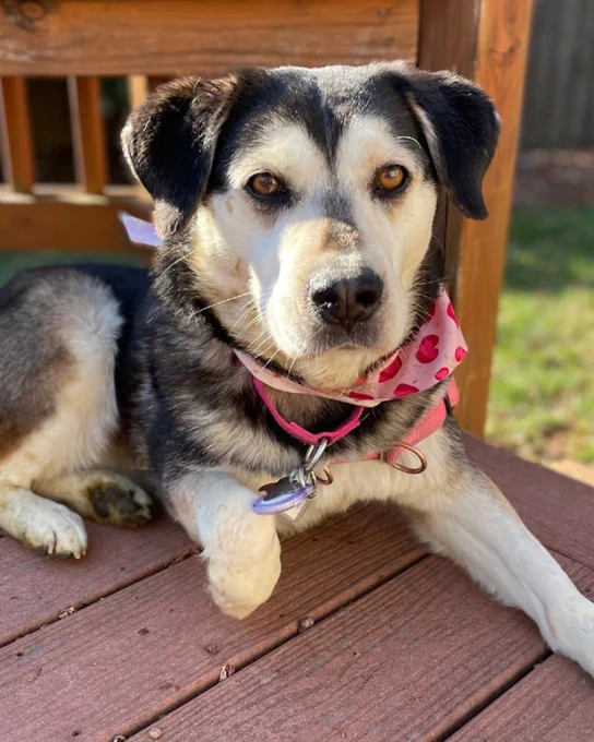 Black and tan rescued dog named Jackie wearing a pink collar and bandana, resting on a wooden deck in sunlight is available for adoption through Lost Dog & Cat Rescue Foundation.
