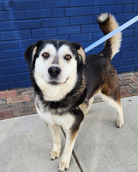 Black and tan rescued dog named Jackie standing on a concrete sidewalk with a blue leash against a blue brick wall is available for adoption through Lost Dog & Cat Rescue Foundation.