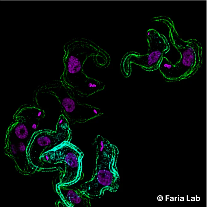 Trypanosomes express a single variant surface glycoprotein out of a vast genetic repertoire (>2000 genes)