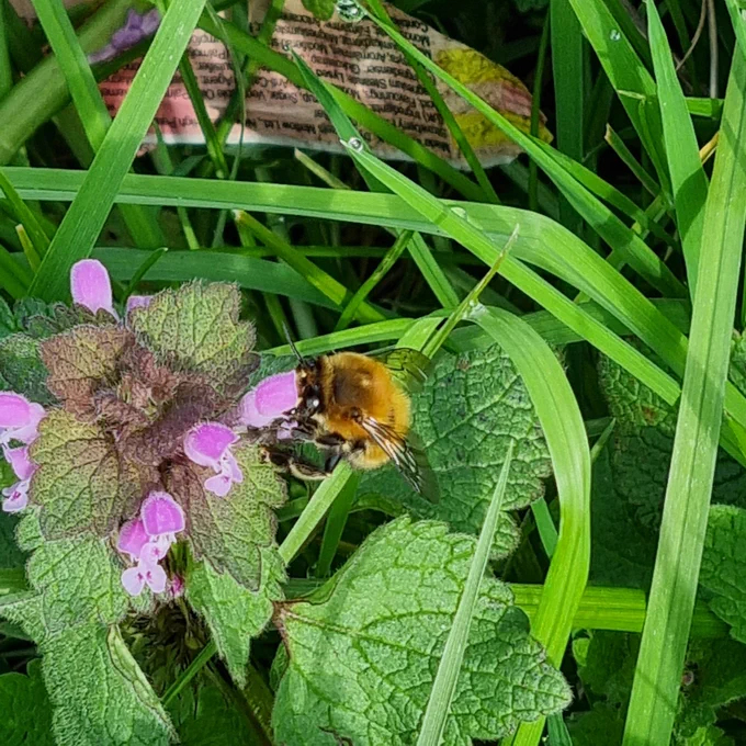 Bright trumpet-shaped pink flowers against green background. Orange furry bee fly has its head buried in the flower. 