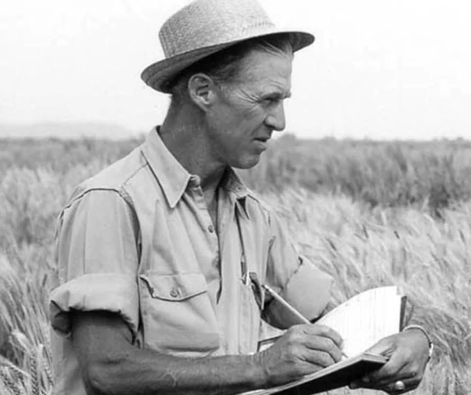 Norman Borlaug, wearing a straw hat, is standing in a field of wheat, holding a clipboard and writing. The setting appears to be rural with expansive crops.