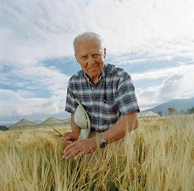 Norman Borlaug, in a plaid shirt, stands in a wheat field holding a hat. In the background, there are pyramid-shaped structures and a cloudy sky.