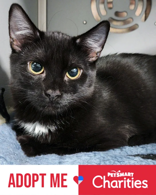 Close-up of a rescued black teen cat with bright yellow eyes named Spike resting on a blue blanket is available for adoption through Lost Dog & Cat Rescue Foundation.