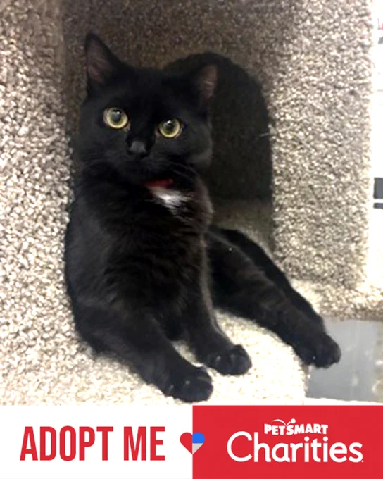 Rescued black teen cat with bright yellow eyes named Drusilla resting inside a carpeted cat tree cubbyhole is available for adoption through Lost Dog & Cat Rescue Foundation.