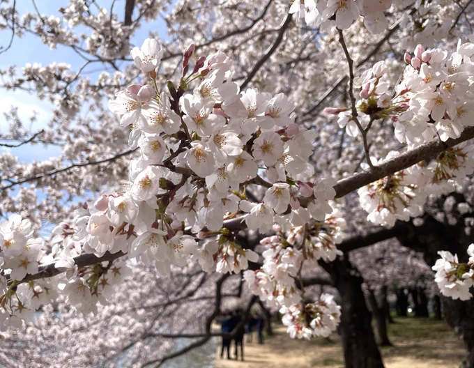 Close up view of clusters of white blossoms growing on thin tree branches with people walking on a pathway in the background.