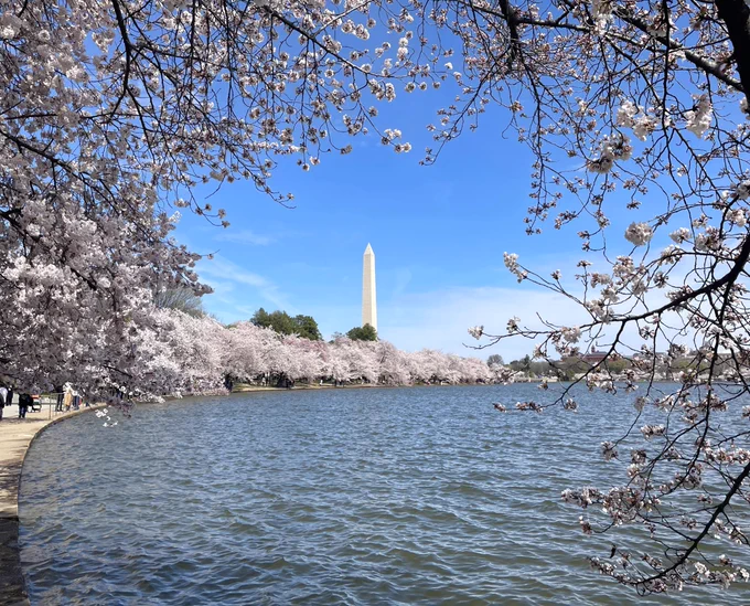 White cherry blossoms growing on thin tree branches frame the Tidal Basin and Washington Monument under a bright blue sky.