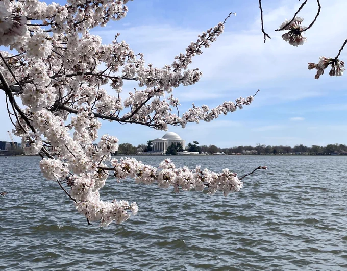 Clusters of white blossoms growing on thin tree branches with the Tidal Basin and Jefferson Memorial in the background under a blue sky streaked with thin white clouds.