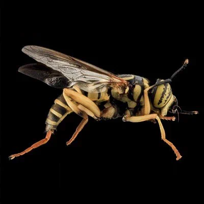 Yellow Jacket Removal in NJ