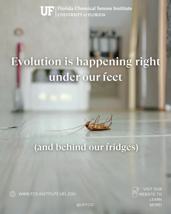 Image of a roach on the ground with text stating, "Evolution is happening right under our feet (and behind our fridges)"