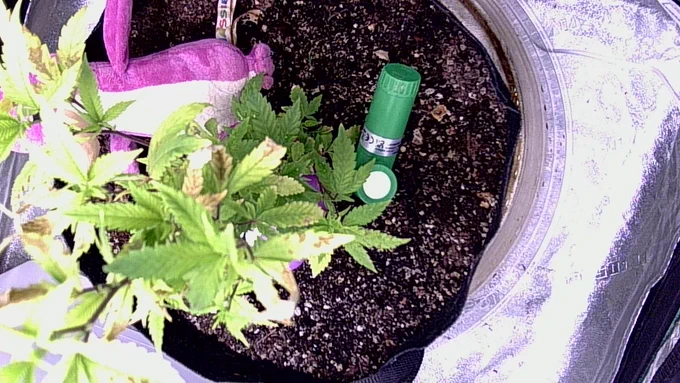 GanjaMon autonomous grow cam - GDP Runtz in veg