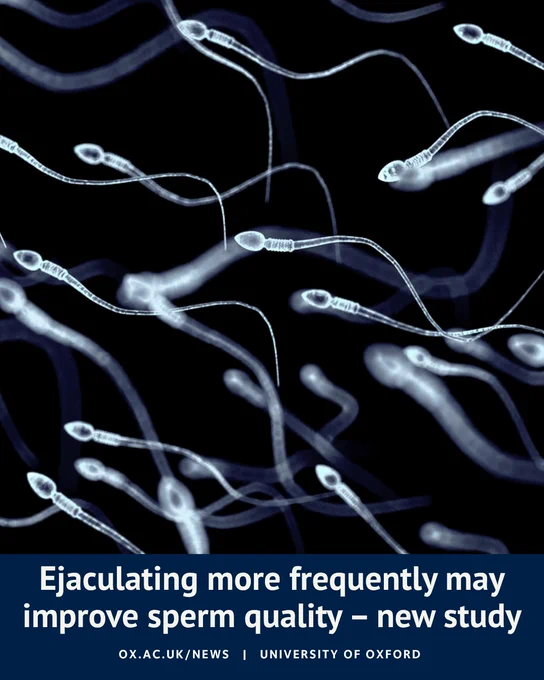 Microscopic illustration of sperm cells swimming against a dark background. Overlaid text reads: “Ejaculating more frequently may improve sperm quality – new study. ox.ac.uk/news | University of Oxford.”