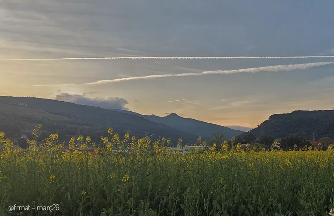 Camp de colza amb les primeres floretes grogues. Al fons el Tagamanent. 