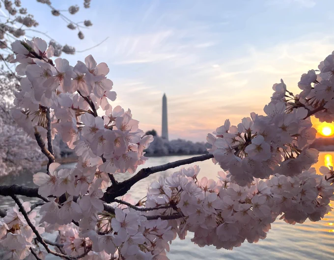 White cherry blossoms growing on thin tree branches frame the Tidal Basin and Washington Monument under a warm sunrise sky.