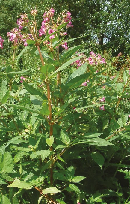Picture of Himalayan Balsam which is a widely spread invasive species in Ireland. Typically found along riverbanks, damp habitat & roadsides and grows to between 2 & 3 metres in height.
