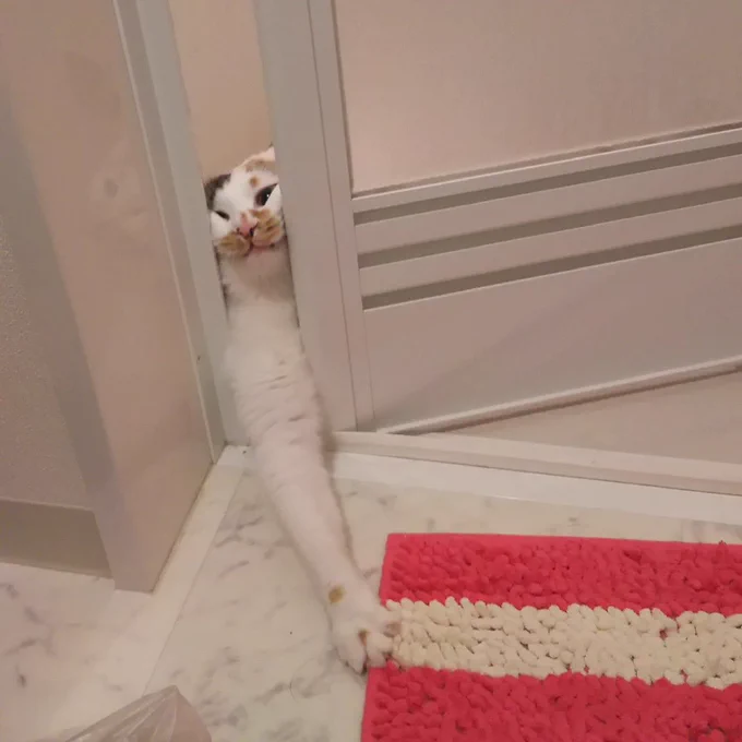 a cat peeks through a narrow gap of a door, stretching one long front leg out onto a red and white textured bath mat, with its face squished in the opening