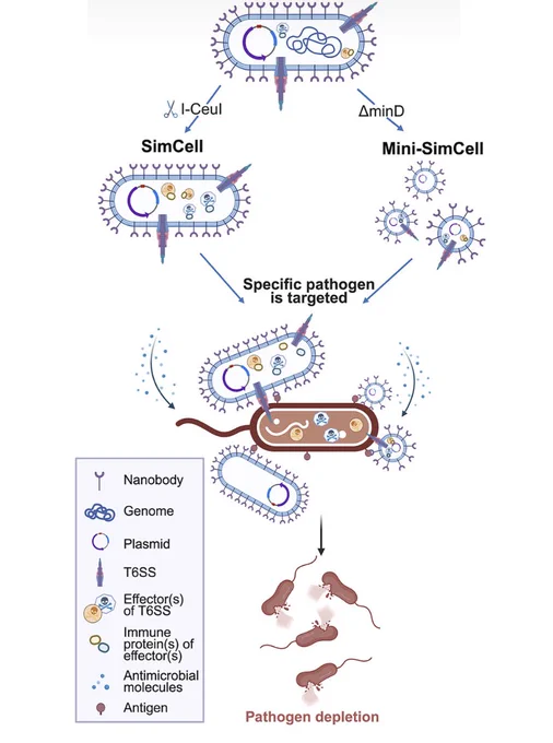 Design of the SimCell and mini-SimCell platform for treating bacterial antimicrobial resistance. Surface-displayed nanobodies are engineered to the outer membrane of SimCell and mini-SimCell using a modular surface display system to enable antigen recognition and selective binding to target pathogens.