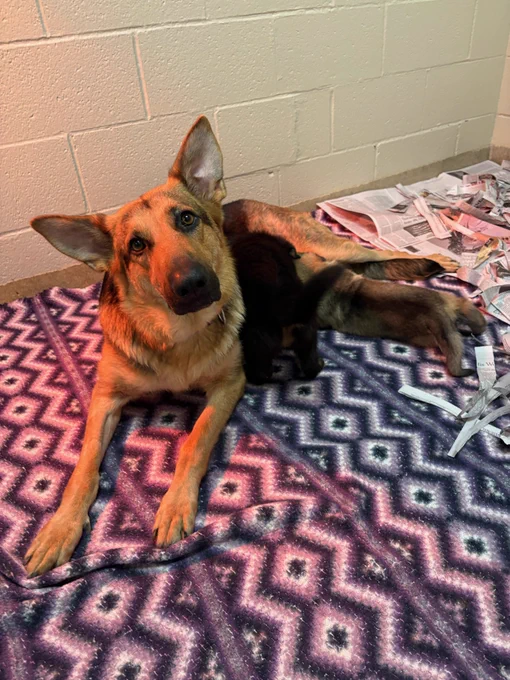 Breed mom Nutmeg laying down on patterned blanket while her 4.5-week-old pups nurse.