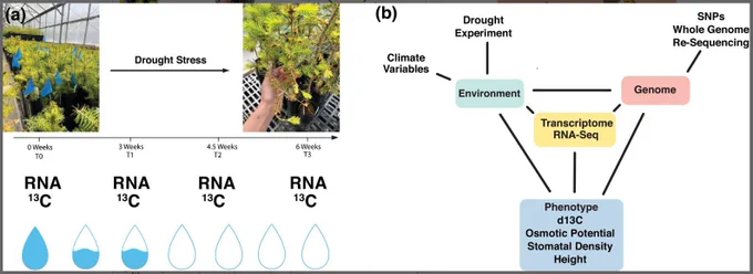 (a) Diagram depicting the setup of our drought experiment. Photos of Douglas-fir seedlings were taken under well-watered conditions (before the start of the experiment) and under drought-conditions (6 weeks into the experiment). Needles show clear signs of drought stress at the end of the experiment. RNA and carbon isotope samples were taken at each time point. Water was gradually reduced during the course of the experiment, which is depicted by the water drops illustration. Seedlings received half of their usual water for 3 weeks following the initiation of the experiment followed by 3 weeks of receiving no water. (b) Diagram depicting the interactions between genotype, phenotype, environment, and transcriptome with the respective data and analyses paired with each term.