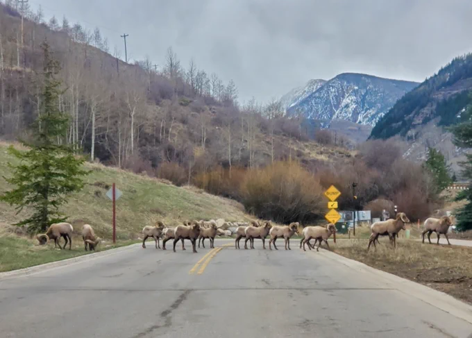 A group of bighorn sheep crosses a two lane road in a mountainous landscape, with a backdrop of snow-capped peaks and leafless trees. Traffic signs are visible along the roadside.