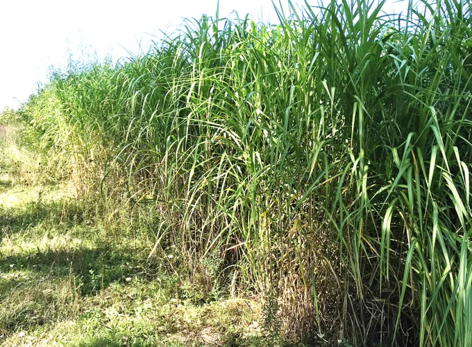 Miscanthus is a grass-like biofuel crop. A recent study looked at the environmental aspects of growing Miscanthus, Switchgrass, and Willow as perennial biofuel crops on marginally productive farmland.  Image description: Tall, green grass-like miscanthus growing in a field. Credit: Augustine Osei