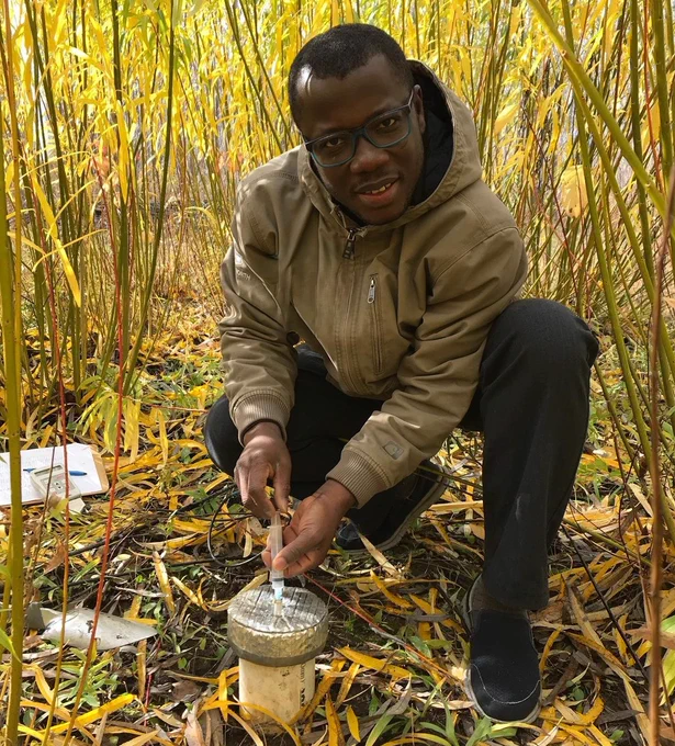 Augustine Osei sampling greenhouse gases in the field. He is kneeling under a canopy of willow, which he is studying for use as biofuels. He is holding a syringe to pull gases out of a chamber inserted in the soil. Credit: Nadia Gabbanelli