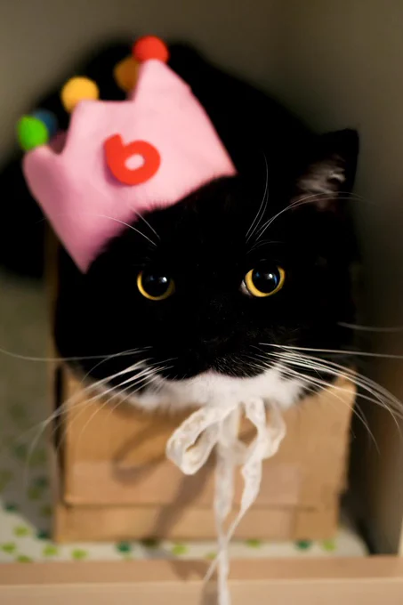 A black-and-white cat wearing a pink birthday crown with a “6,” sitting in a small box.