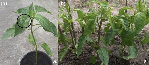 Fig. 1.
Symptoms of Xeu strain X13 on pepper plants. 