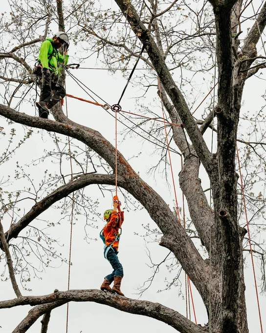Two climber use ropes and harnesses to safely navigate and work on large tree branches without leaves.