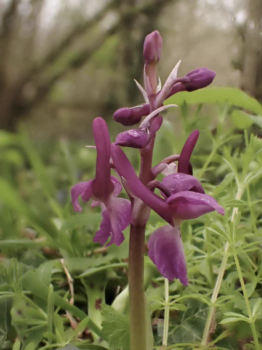 Early-purple Orchid (Orchis mascula)