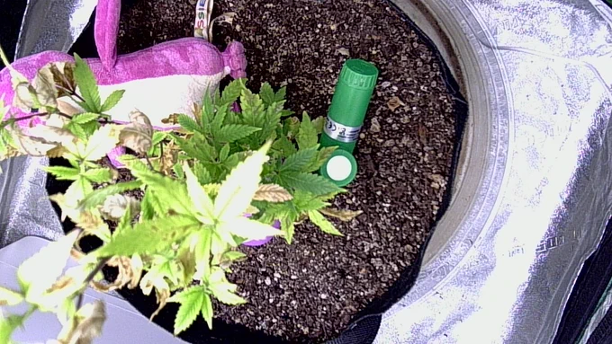 GanjaMon autonomous grow cam - GDP Runtz in veg