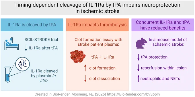Graphic abstract in Mosneag et al.