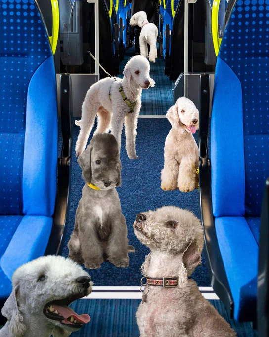 A group of Bedlington terriers sitting and standing in the aisle of a train with blue seats. The aisle leads towards the back of the train where another dog is visible.