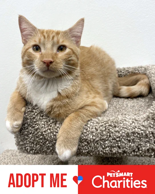 Rescued orange tabby cat with white paws and chest named Mufasa lounging on a carpeted cat tree platform against a white wall is available for adoption through Lost Dog & Cat Rescue Foundation.